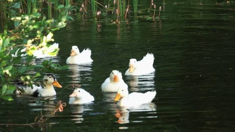 Ducks swim in the river Stock Footage 120120616