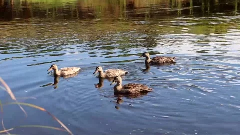 Ducks swim on the river Video stock 139485712