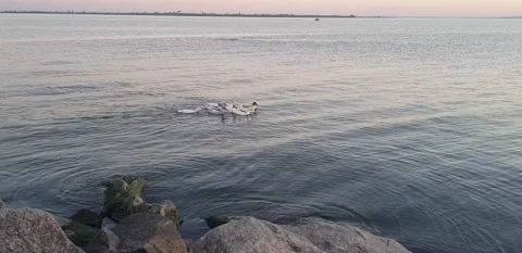Ducks swim on the river Stock Footage 141181184
