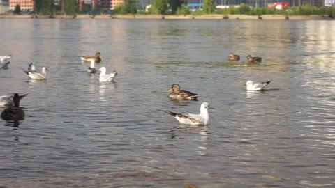 Ducks swim in the river Stock Footage 160627962