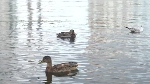 Ducks swim in the river Stock Footage 160628060