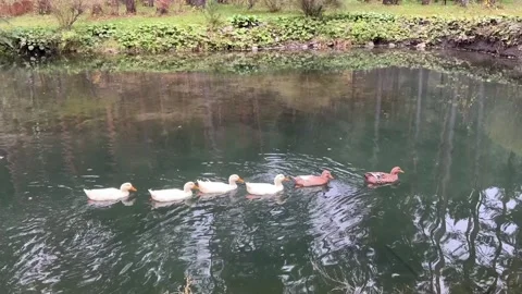 Ducks swim on the river Stock Footage 265019392