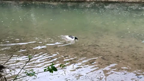 Ducks swim on the river in the park Stock Footage 166840500