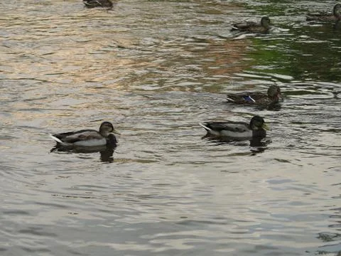 Ducks swim in the river Stock Photos