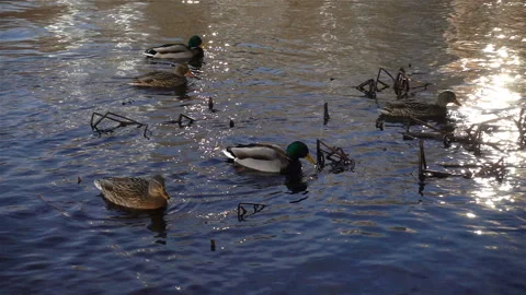 Ducks swim in the river in slow motion Video stock 122562952