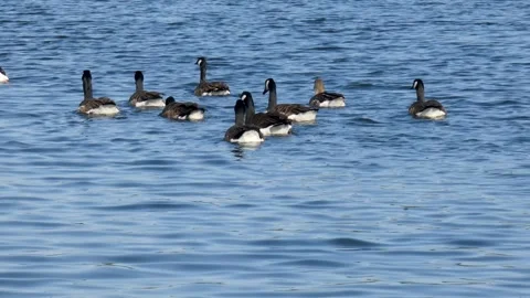 Duck's swim in river at spring time Stock Footage 242312444