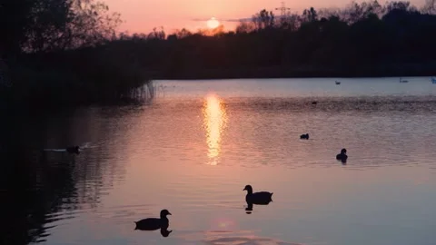 Ducks swim in the river at sunset reflected in the water, overall plan, 4K Stock Footage 145612736