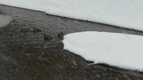 Ducks swim on the river in winter. Stock Footage 303150722