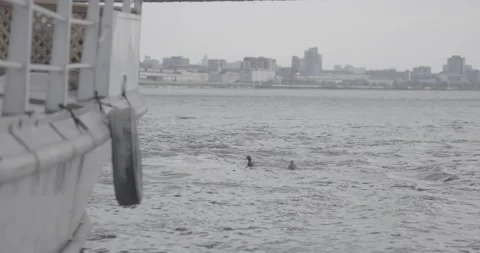Ducks swim by the ship, current on the river Stock Footage 270539505