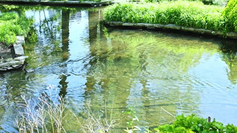 Ducks swim in a small pond surrounded by grass and trees during a sunny day in a Stock Footage 337910600