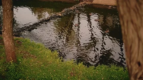Ducks swim on a small river. Shooting birds from the shore. Stock-Footage 144080734