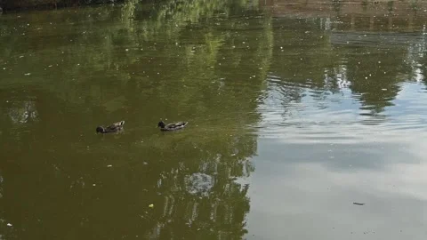Ducks swim smoothly on a pond with reflections of surrounding trees and the sky. Vídeos de archivo 344527472