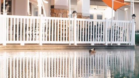 Ducks swim in steamy pond next to white fence Video stock 102672353