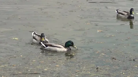 Ducks swim in very dirty water Stock Footage