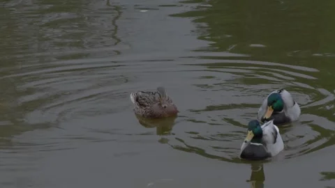 Ducks swim on the water. Different types of ducks. Видео 256826499