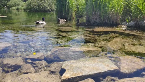 Ducks swim in the water. 스톡 동영상 108316163