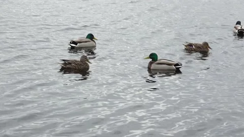 Ducks swim in the water 動画素材 132437102