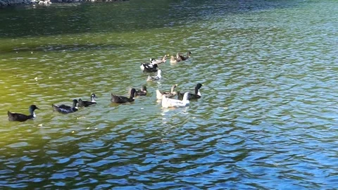 Ducks swim on water. Stock Footage 138347378