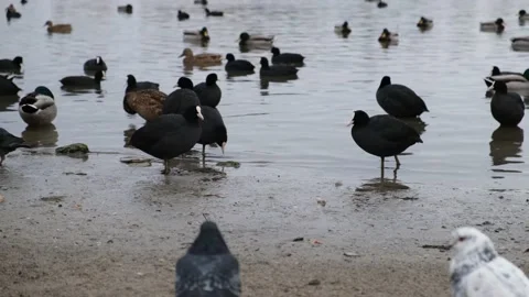 Ducks swim in the water. Stock Footage 166272084