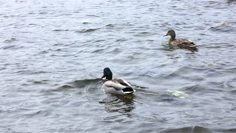 Ducks swim on the water Stock Footage 173189563