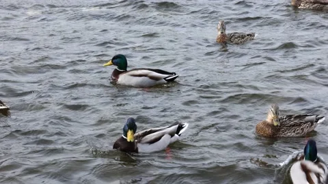 Ducks swim on the water Stock Footage 173189875