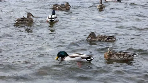 Ducks swim on the water Stock Footage 173193294