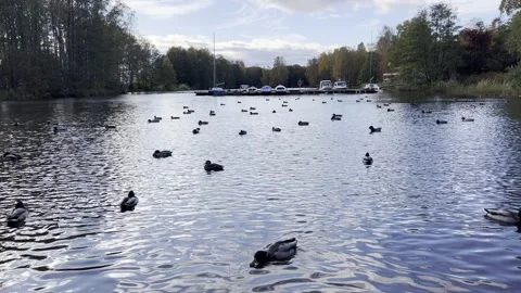 Ducks swim on the water the sky with clouds is reflected in the lake Video stock 320251903