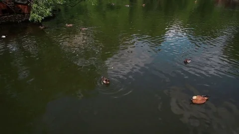 Ducks swim on the water surface Stock Footage 77753700