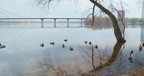 Ducks swim in wide river on cold spring day. Against the background of bridge Vidéo 235595652