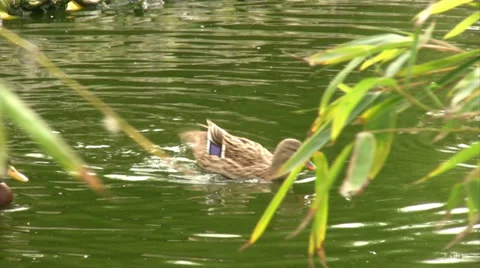 Ducks swiming 2 Stock-Footage 34619373
