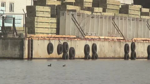 Ducks swiming in harbour Stock Footage 10882971