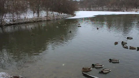 Ducks swimming (1) Video Stock Footage
