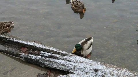 Ducks swimming (2) video Stock Footage 592435