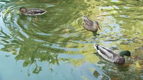 Ducks Swimming 3 Video stock 19328475