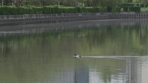 Ducks swimming across a pond Stock Footage 341342585