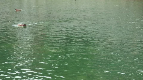 Ducks swimming against the current in the green river 動画素材 336630506