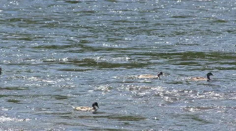 Ducks Swimming Against River Current Stock Footage 52789869