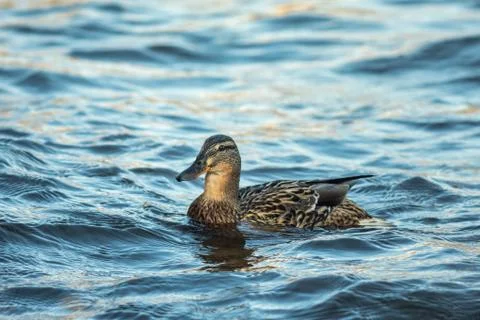 Ducks swimming along the river Stock Photos