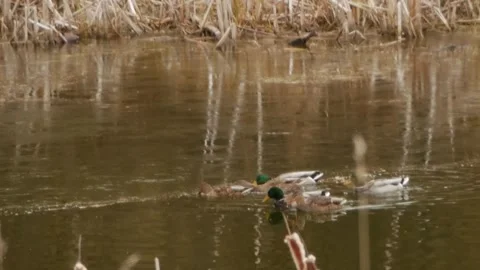 Ducks Swimming and Scratching Face with Leg 스톡 동영상 240645524