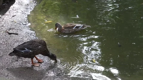 Ducks swimming around Stock Footage 252225591