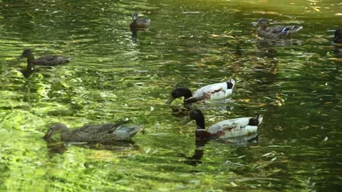 Ducks swimming around Stock Footage 262843197