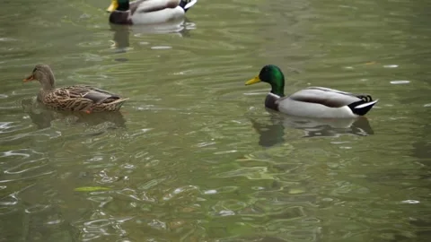Ducks swimming around Stock Footage 289467116