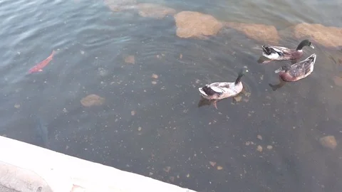Ducks swimming in an artificial lake Stock Footage 121536465