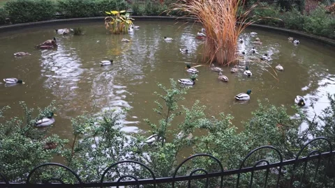 Ducks swimming in artificial pond Stock Footage 294831370