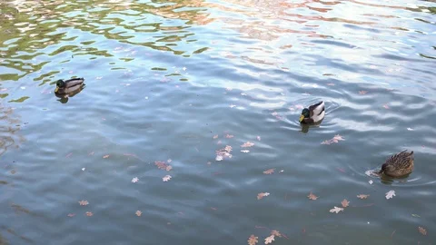 Ducks Swimming Away Across Pond Stock Footage