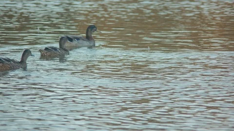 Ducks Swimming Away Stock Footage 90150289
