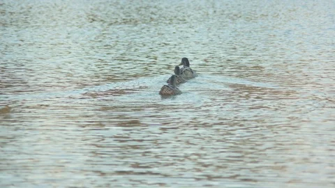 Ducks Swimming Away Stock Footage 90150325