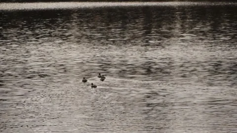 Ducks Swimming Away Stock Footage 240645560