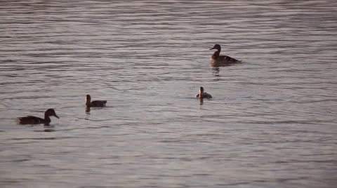 Ducks swimming, bathing and diving in the sunset Stock-Footage 67656401