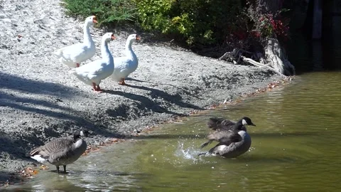 Ducks swimming on the beach Stock Footage 138348137